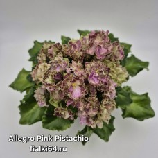 Allegro Pink Pistachio (J.Stromborg)